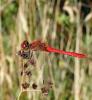 Sympetrum sanguineum